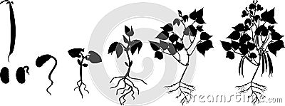 Black silhouette of life cycle of bean plant. Growth stages from seeding to flowering and fruiting plant with root system Vector Illustration